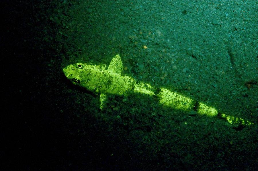 Fluorescent Yellow Lizardfish Photograph by Louise Murray/science Photo ...