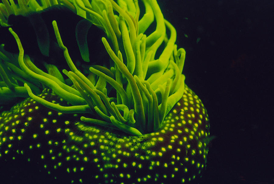 Animal Photograph - Fluorescing Sea Anemone by F. Stuart Westmorland