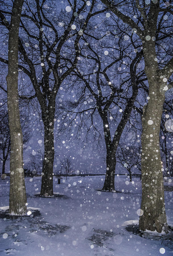 Flurries and trees Photograph by Arkady Kunysz