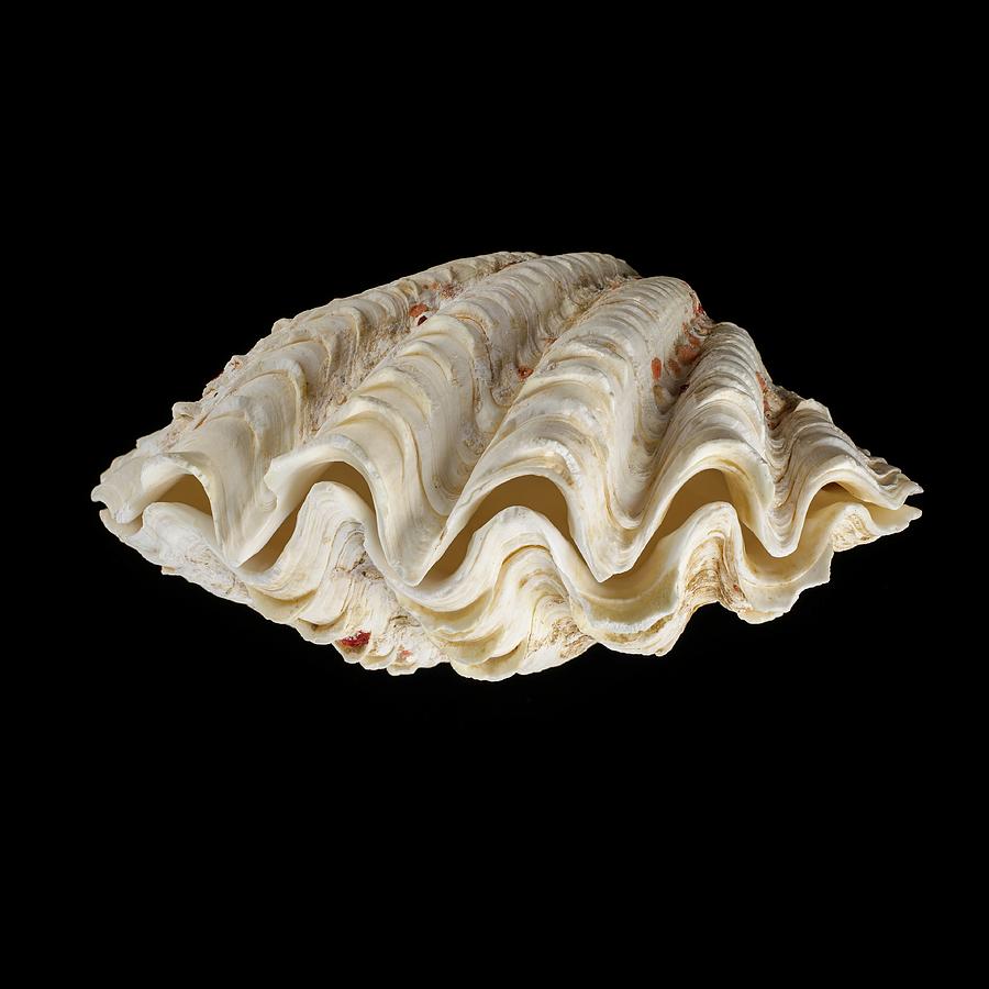 Fluted Giant Clam Shell Photograph by Science Photo Library  Fine Art  