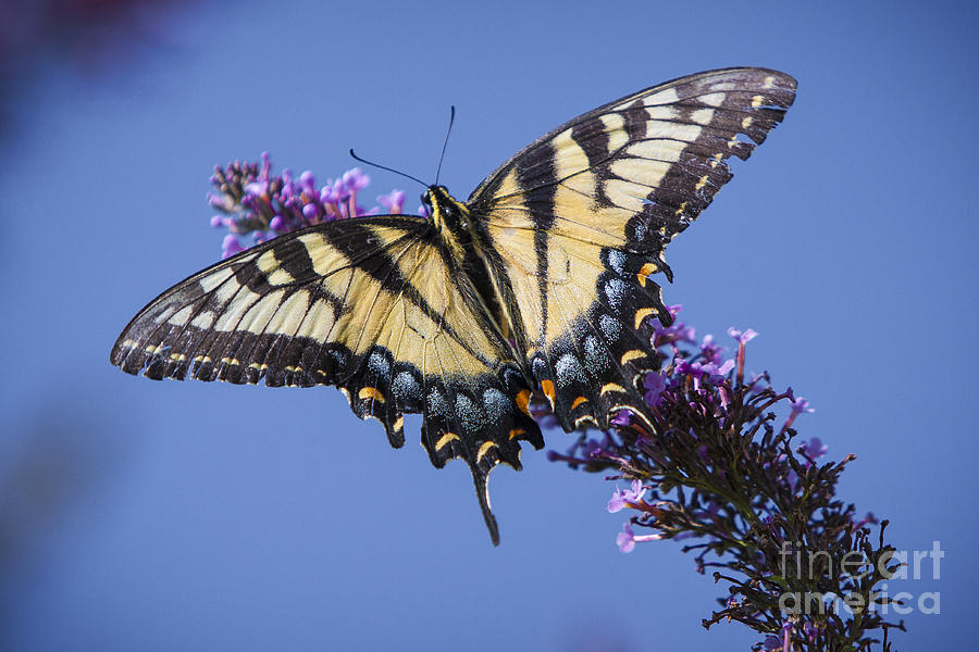 Fluted Swallowtail Photograph by Ronald Lutz