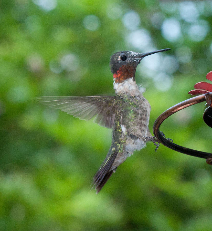 Flutter boy Photograph by Kim Hunker - Fine Art America