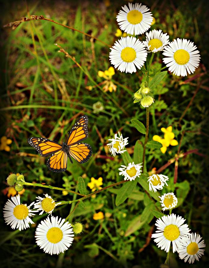 Flower Photograph - Flutter Bye Daisies by Jessica Grandall