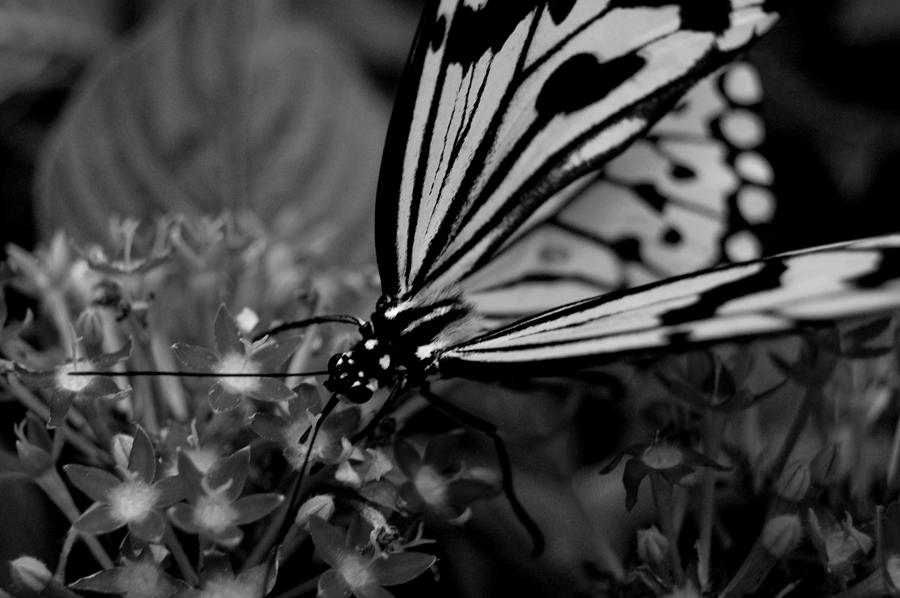 Butterfly Photograph - Flutter by Maddy Wagar