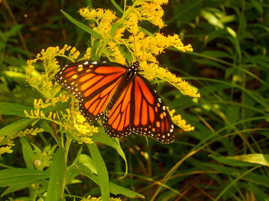 Flutterby Photograph by Brooke's Earth Art - Fine Art America