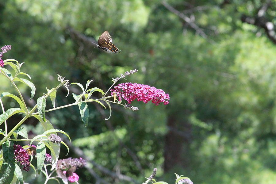 Butterfly Photograph - Flutterby by Larann Lackey