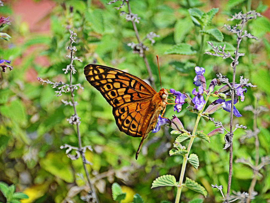 Flutterby Photograph by Linda Brown