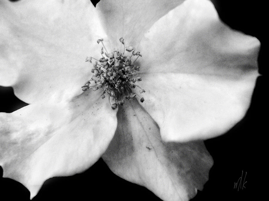 Flutterbye Rose in Black and White Photograph by Louise Kumpf