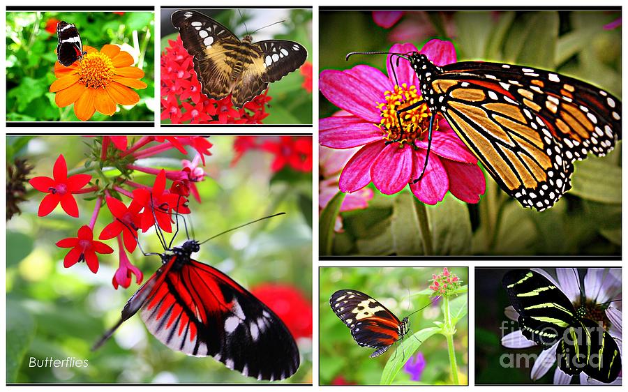 Fluttering Butterflies Photograph by Dora Sofia Caputo - Pixels