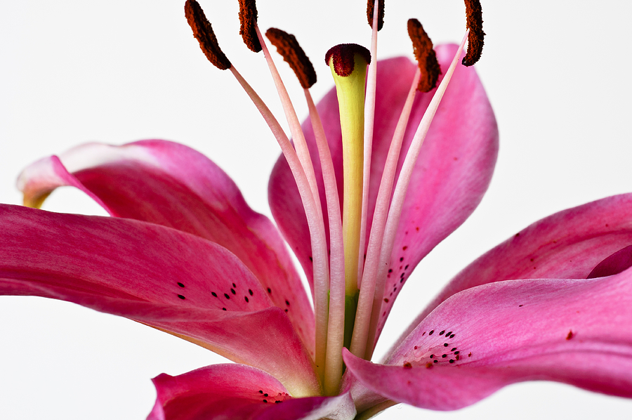 Spring Photograph - Fluttering Lily by Christi Kraft