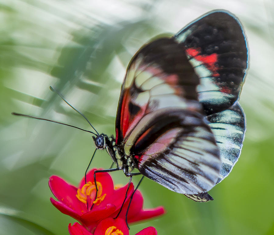 Fluttering Piano Key Butterfly Photograph by Sean Allen