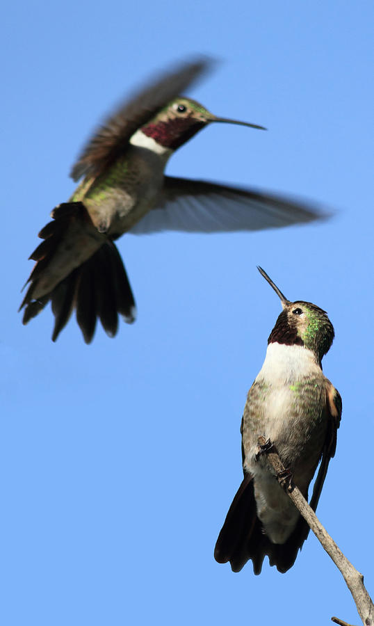 Fluttering Photograph by Shane Bechler