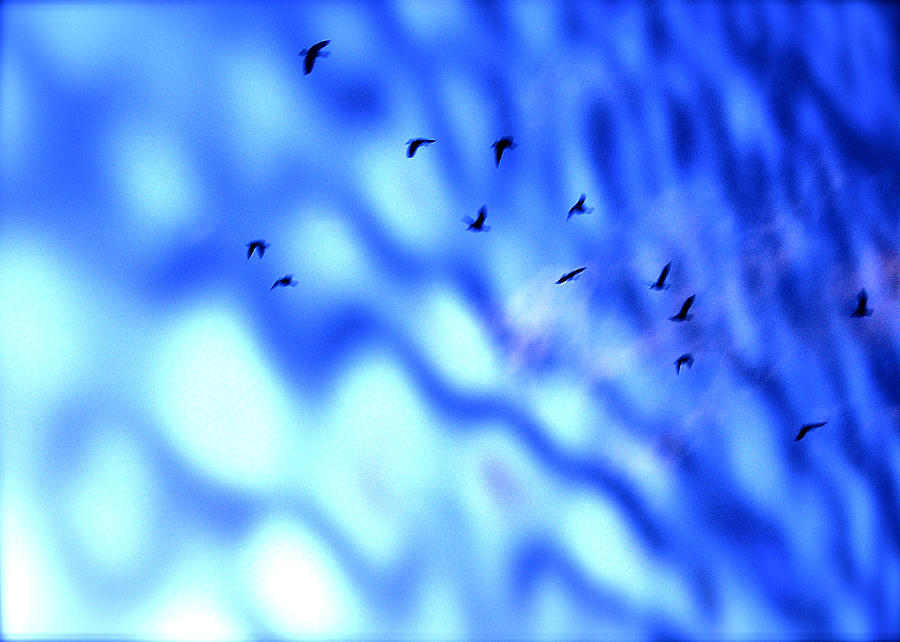 Fly Abstract Photograph by HweeYen Ong