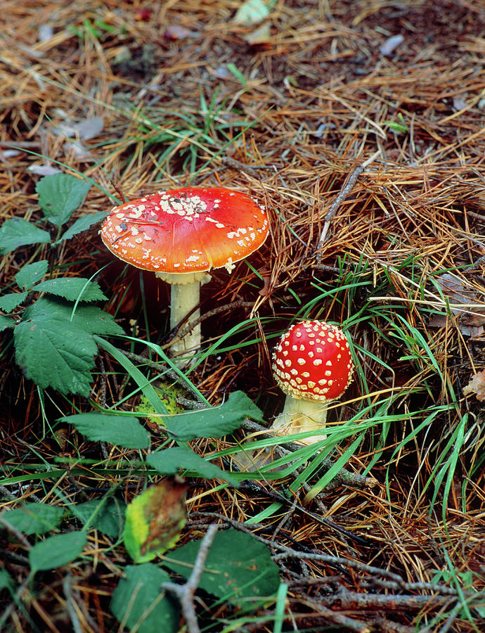 Mushroom Photograph - Fly Agaric (amanita Muscaria) In Woodland by Martin Bond/science Photo Library
