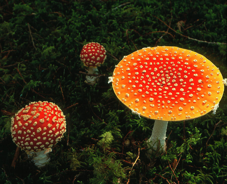 Mushroom Photograph - Fly Agaric (amanita Muscaria) Mushrooms by David Nunuk/science Photo Library