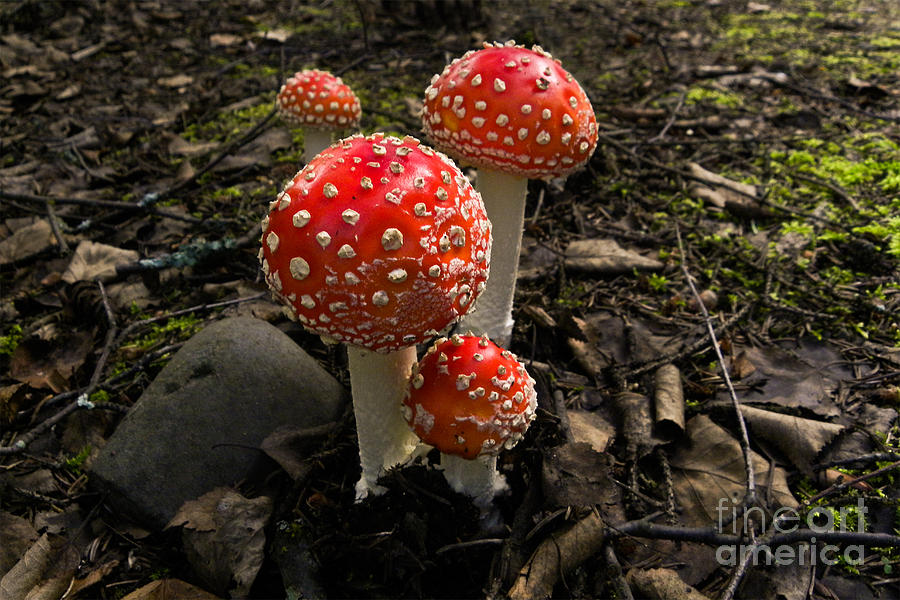 Mushroom Photograph - Fly Agaric Amanita Muscaria by Ron Sanford
