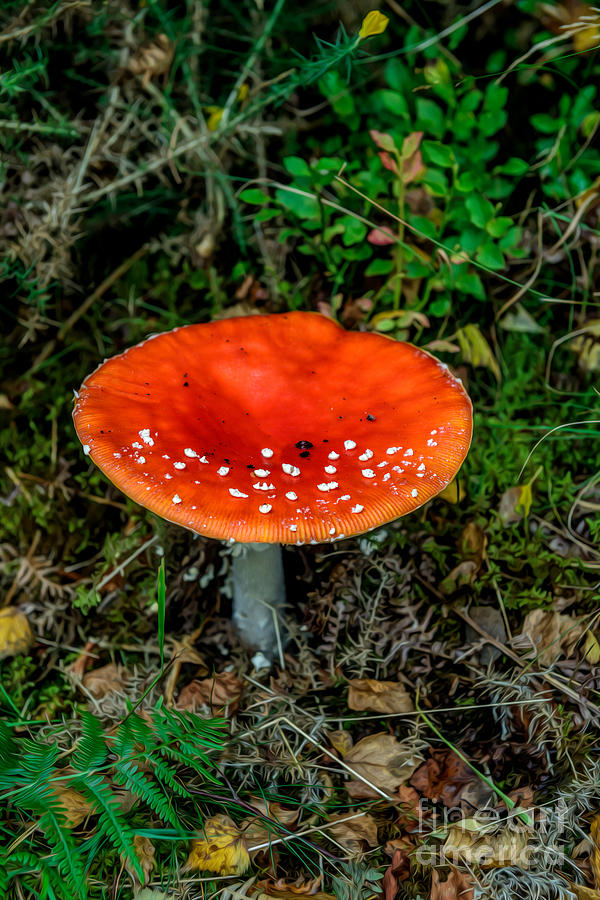 Fall Photograph - Fly Agaric Fungi by Adrian Evans