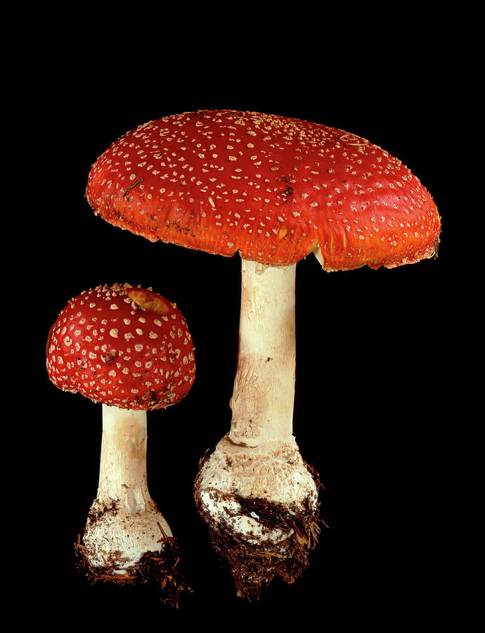Mushroom Photograph - Fly Agaric Fungi by Gilles Mermet