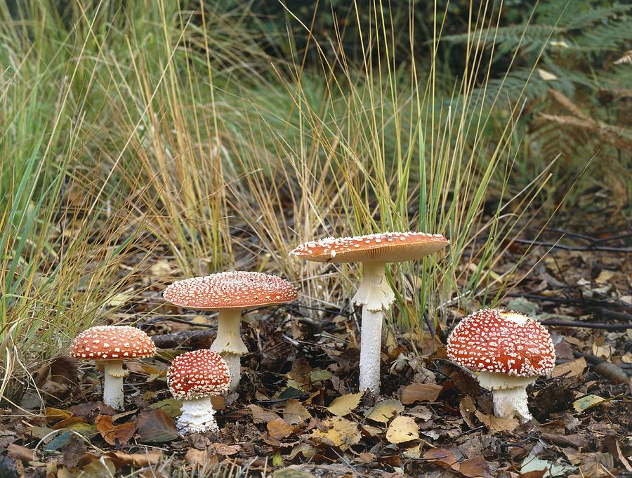 Mushroom Photograph - Fly agaric fungi by Science Photo Library