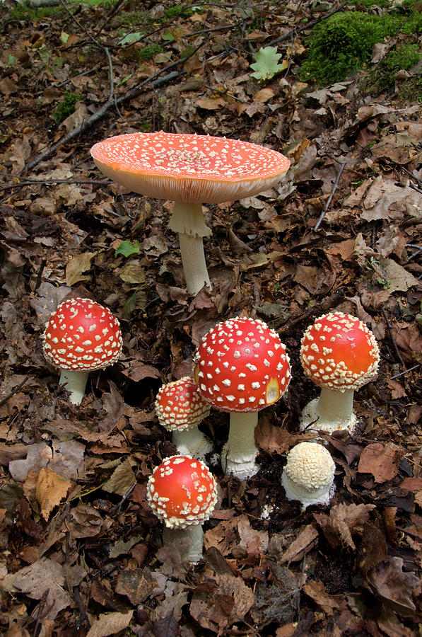 Mushroom Photograph - Fly Agaric Fungus by Nigel Downer
