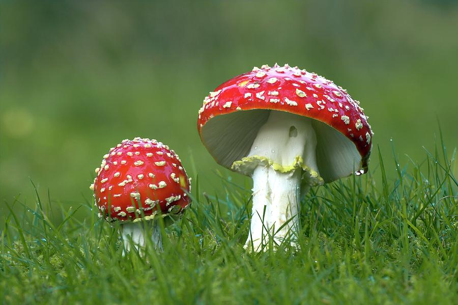 Mushroom Photograph - Fly Agaric Fungus by Simon Booth/science Photo Library