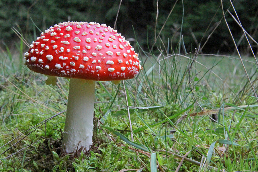 Fly Agaric in the Grass Photograph by John Topman