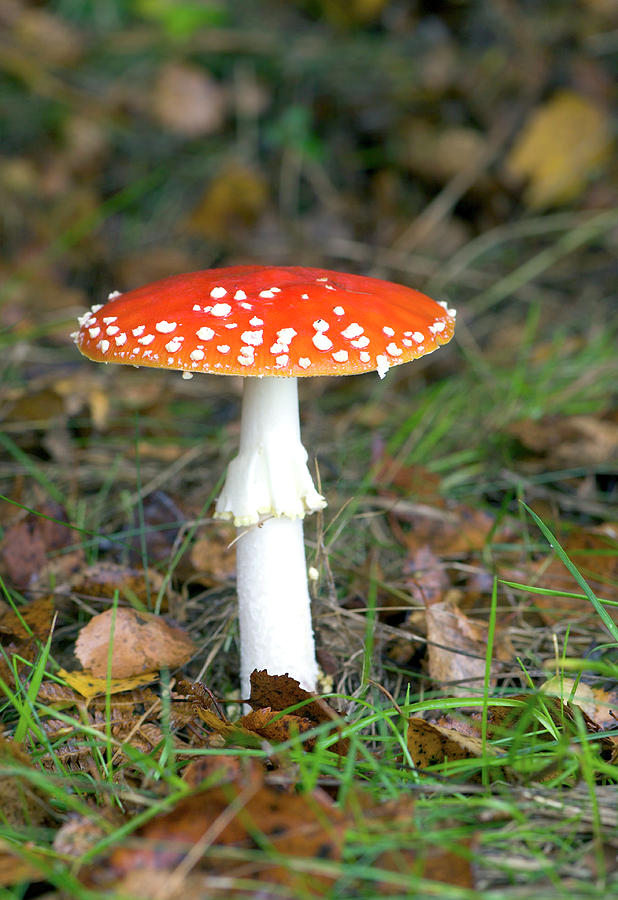 Nature Photograph - Fly Agaric Mushroom (amanita Muscaria) by John Devries/science Photo Library