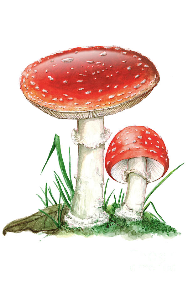 Fly Agaric Mushroom Illustration Photograph by Bsip