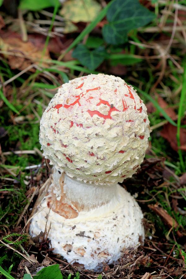 Mushroom Photograph - Fly Agaric Mushroom by John Wright
