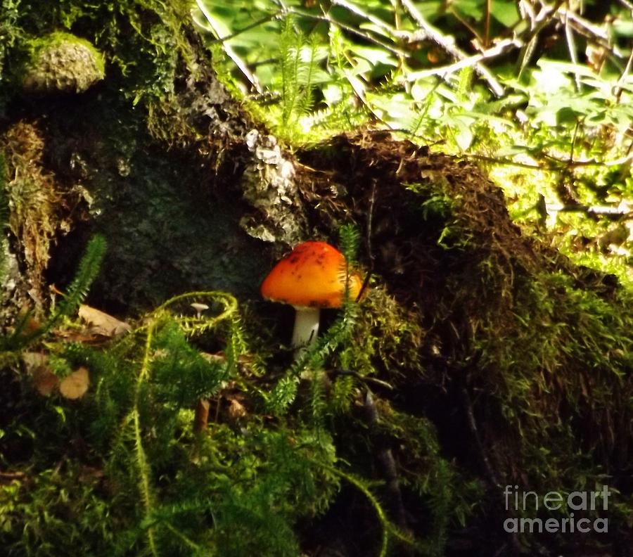 Fly Agaric mushroom on Forest Floor Photograph by Brigitte Emme