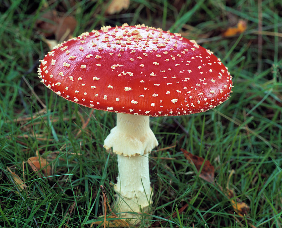 Mushroom Photograph - Fly Agaric Mushroom by Simon Fraser/science Photo Library