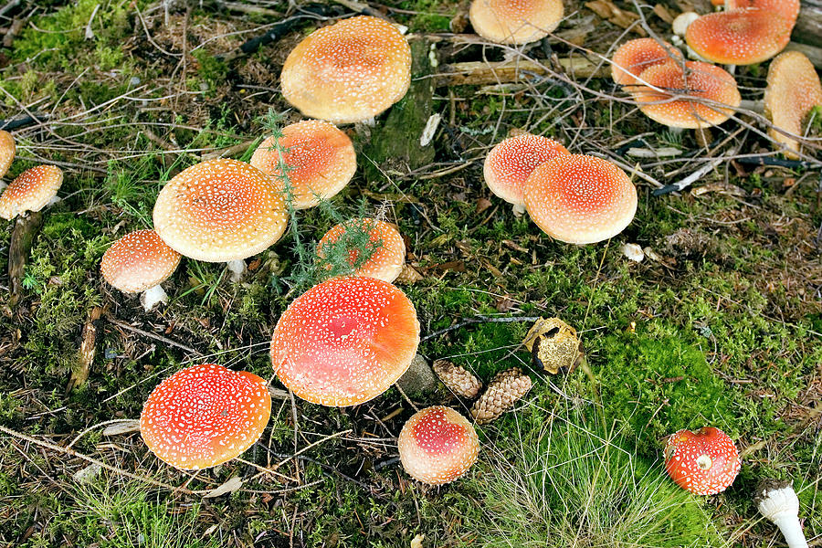 Mushroom Photograph - Fly Agaric Mushrooms (amanita Muscaria) by John Devries/science Photo Library