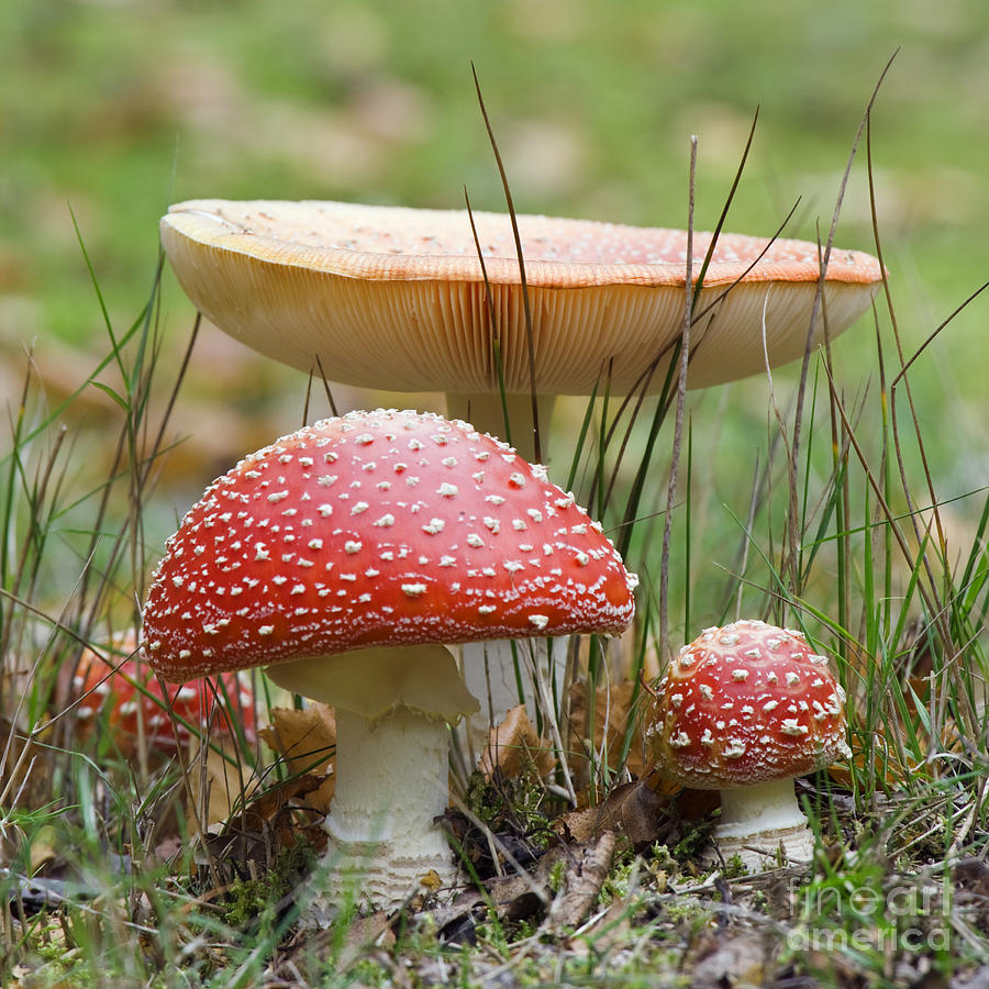 Fly Agaric Mushrooms Photograph By Derek Croucher - Fine Art America