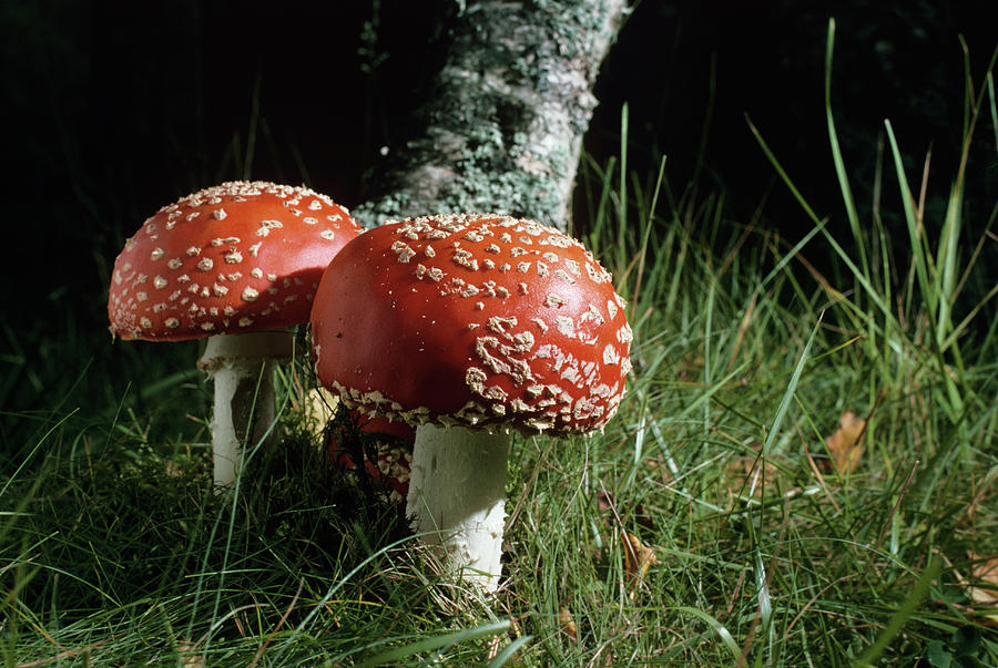 Mushroom Photograph - Fly Agaric Mushrooms by Duncan Shaw/science Photo Library