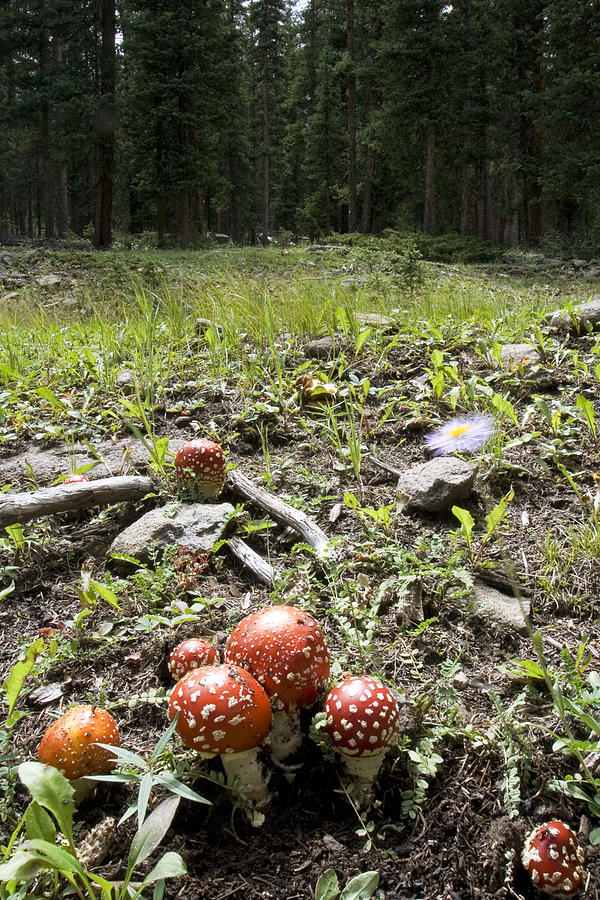 Fly Agaric Mushrooms Photograph by Greg Ochocki