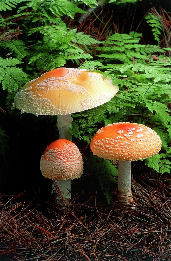 Fly Agaric Mushrooms Photograph by Matt Meadows/science Photo Library