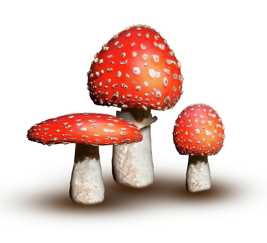 Mushroom Photograph - Fly Agaric Mushrooms by Mikkel Juul Jensen