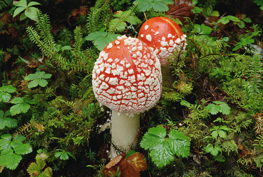 Fly Agaric Mushrooms On Forest Floor Photograph by Gerry Ellis
