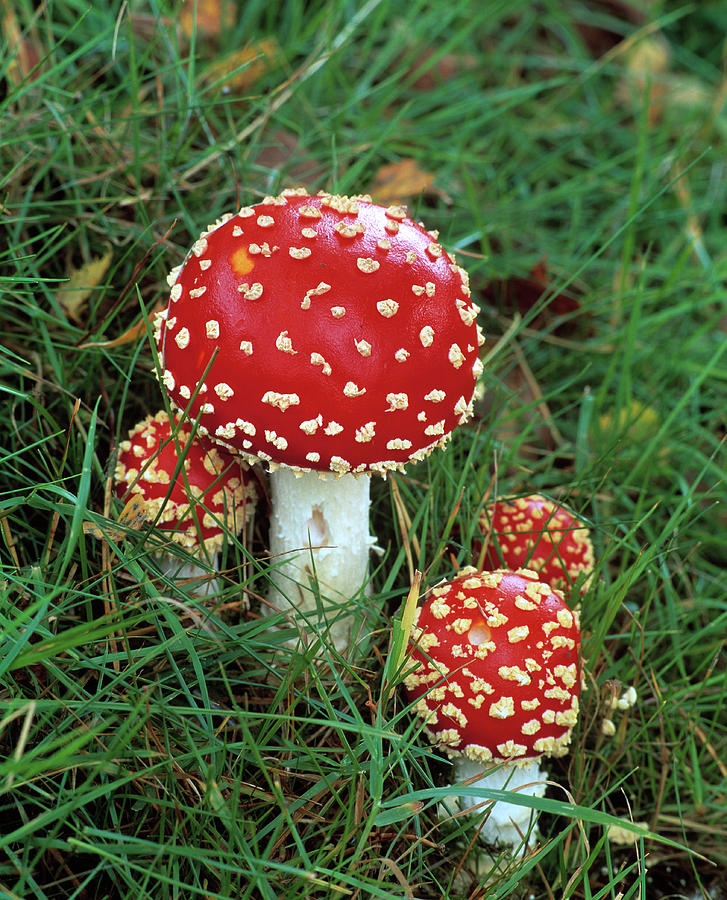 Mushroom Photograph - Fly Agaric Mushrooms by Simon Fraser/science Photo Library