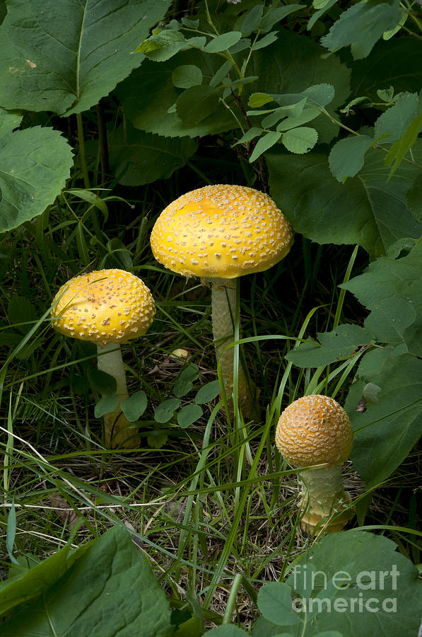 Fly Agaric Mushrooms Photograph by Stephen J. Krasemann