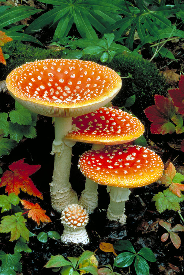 Fall Photograph - Fly Agaric by Phil A. Dotson