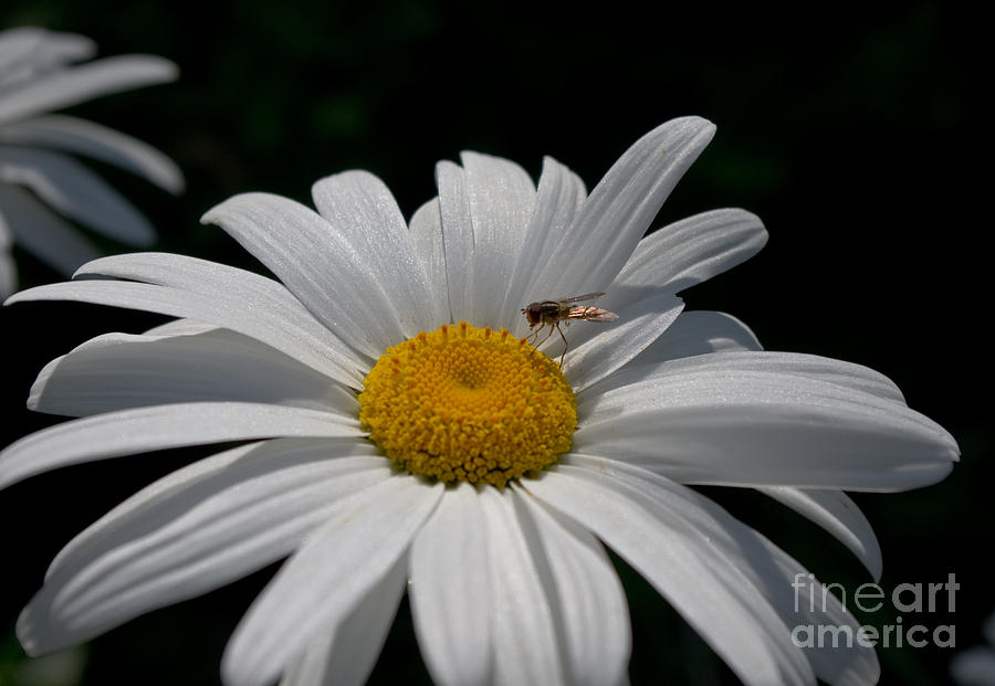 Fly and Daisy Photograph by Adria Trail