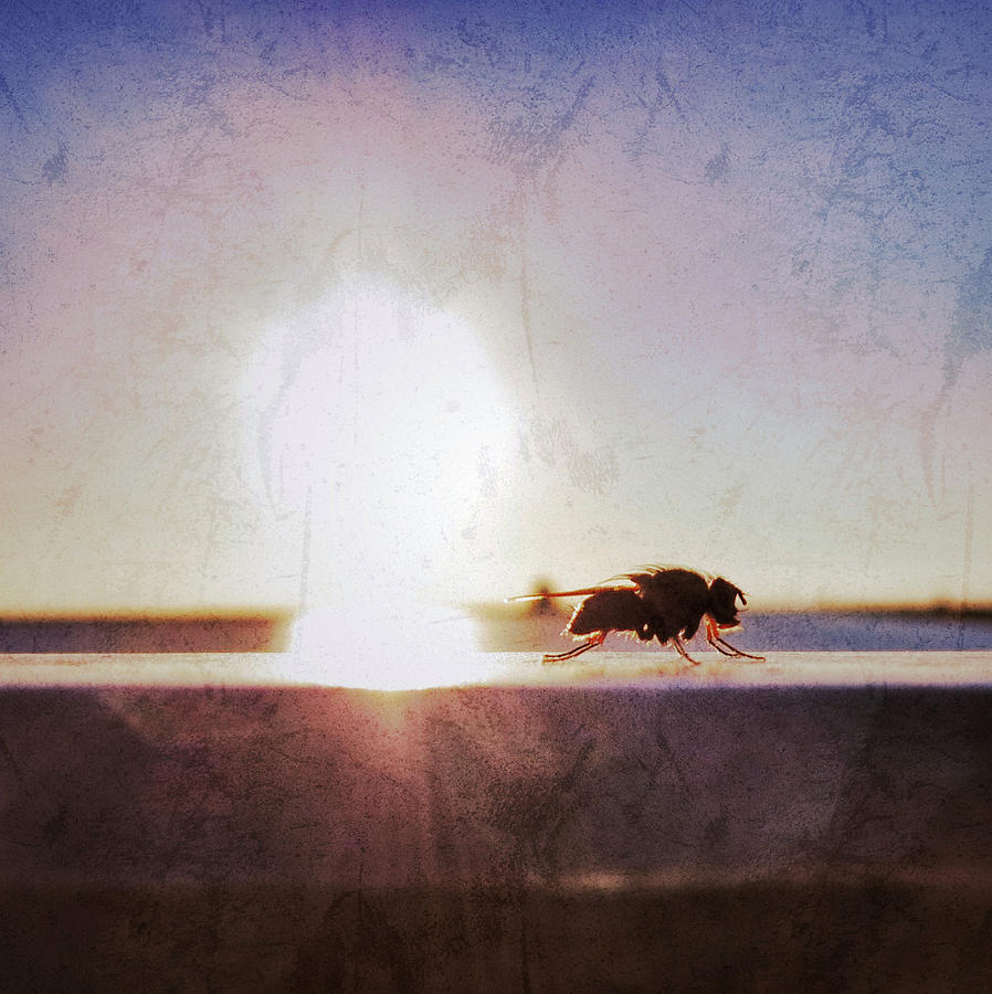 Sunset Photograph - Fly at Sunset by Patricia Januszkiewicz