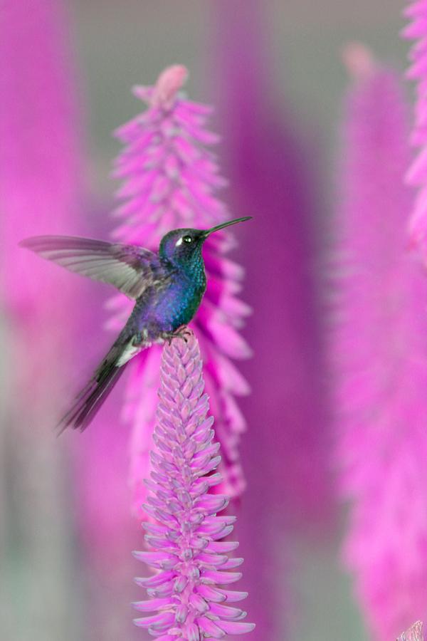 Fly Away Birdie 4 Photograph by Christian Schroeder - Fine Art America