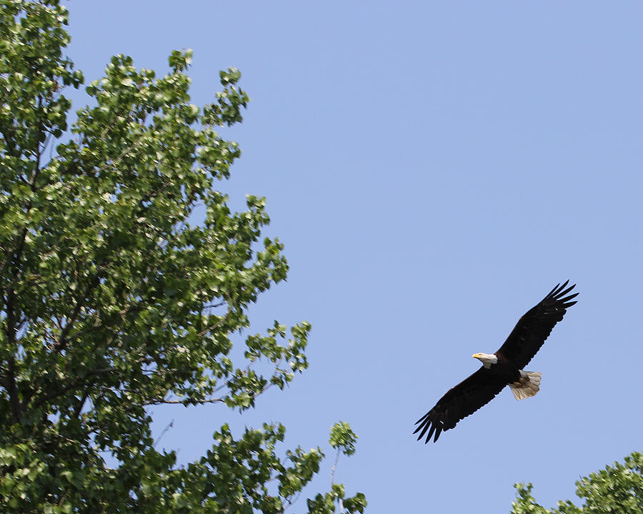 Eagle Photograph - Fly away by Bruce  Morrell