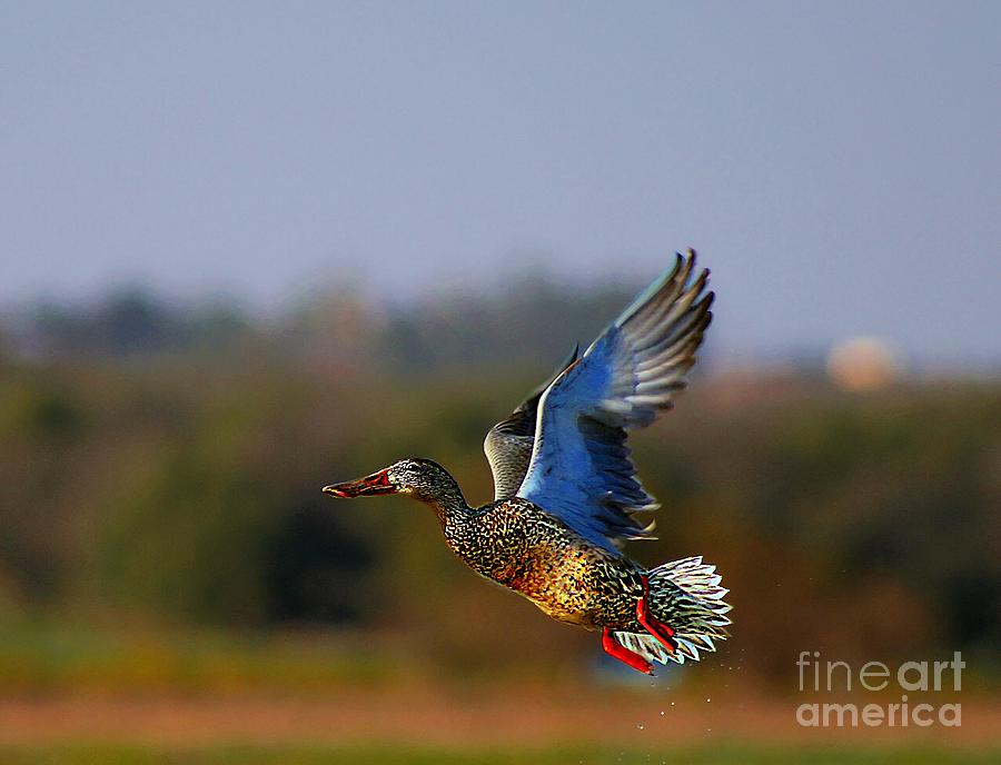 Fly Away Duck Photograph by John  Kolenberg