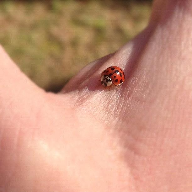 Ladybug Photograph - Fly Away Home #iphone #iphoneonly by Corey Sheehan