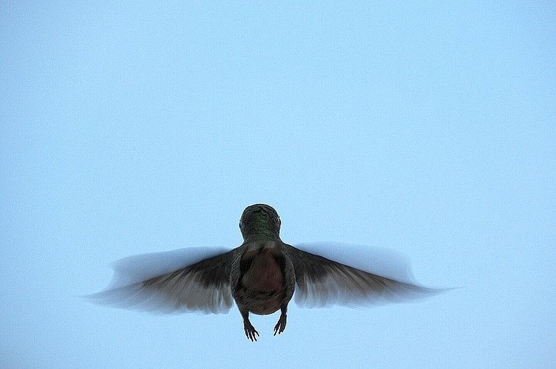 Fly away home Little Hummingbird Photograph by Jewels Hamrick
