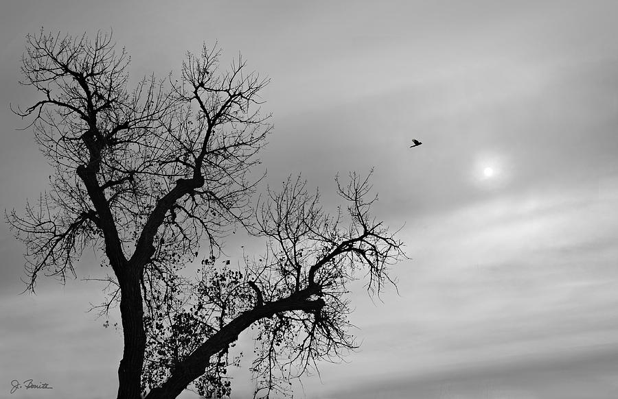 Fly Away Photograph by Joe Bonita