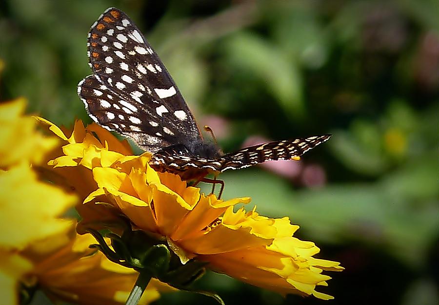 Butterfly Photograph - Fly Away by Julia Hassett